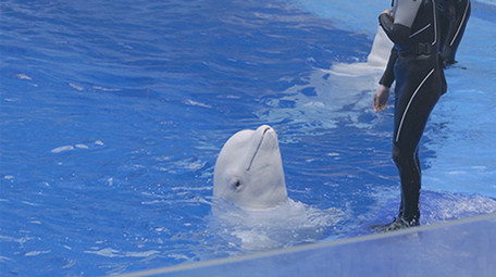 海洋公园动物白鲸饲养员温馨互动4K实拍