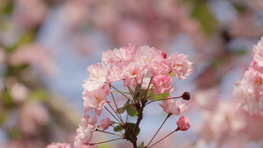 春天春暖花开海棠花海棠花特写4K实拍