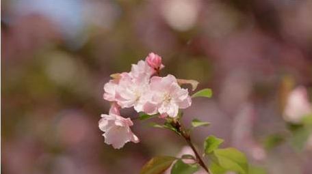 春天春暖花开海棠花海棠花特写4K实拍