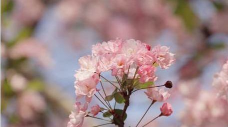 春天春暖花开海棠花海棠花特写4K实拍