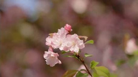 春天春暖花开海棠花海棠花特写4K实拍