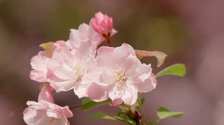春天春暖花开海棠花海棠花特写4K实拍