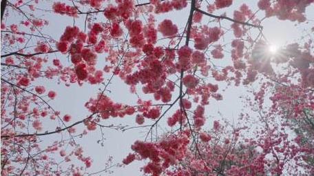 春天盛开的樱花粉色樱花唯美樱花4K实拍