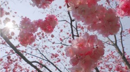 春天盛开的樱花粉色樱花唯美樱花4K实拍