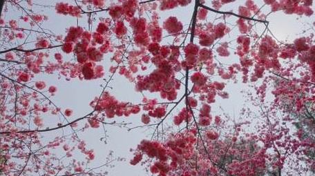 春天盛开的樱花粉色樱花唯美樱花4K实拍