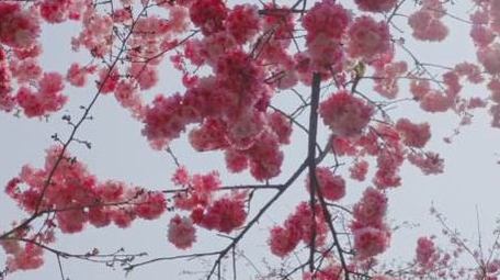 春天盛开的樱花粉色樱花唯美樱花4K实拍