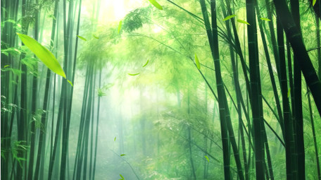 绿色清新光影竹林自然背景视频