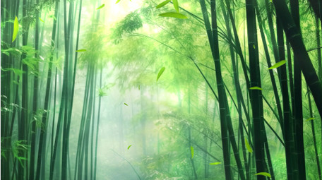 绿色清新光影竹林自然背景视频