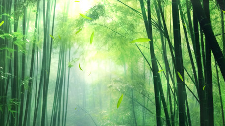 绿色清新光影竹林自然背景视频