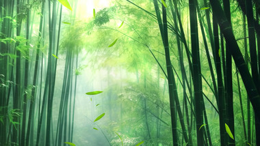 绿色清新光影竹林自然背景视频