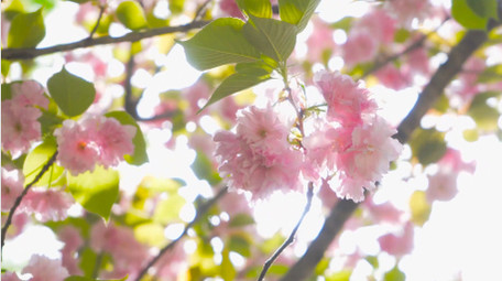 春天阳光唯美阳光晚樱樱花逆光晚樱4K实拍