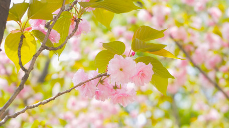 春天阳光唯美阳光晚樱樱花逆光晚樱4K实拍