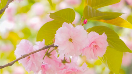 春天阳光唯美阳光晚樱樱花逆光晚樱4K实拍