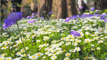 春日风景植物花朵白色小菊花小雏菊4K实拍