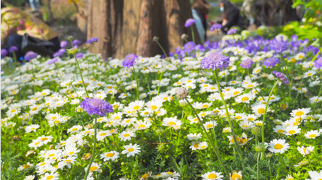 春日风景植物花朵白色小菊花小雏菊4K实拍