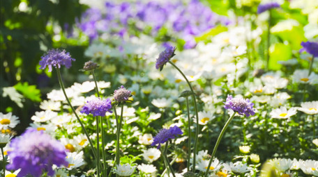 春日风景植物花朵白色小菊花小雏菊4K实拍