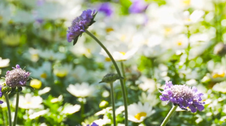 春日风景植物花朵白色小菊花小雏菊4K实拍