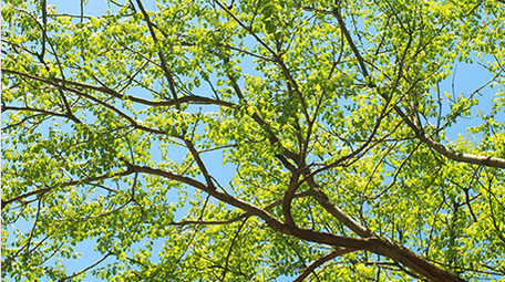 初夏晴天蓝天下的树木绿色植物栾树空境实拍