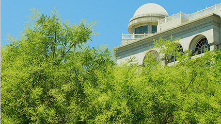 初夏晴天蓝天下的树木绿色植物栾树空境实拍
