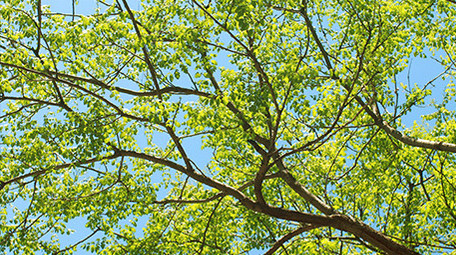 初夏晴天蓝天下的树木绿色植物栾树空境实拍