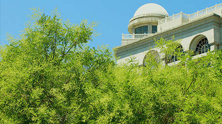 初夏晴天蓝天下的树木绿色植物栾树空境实拍