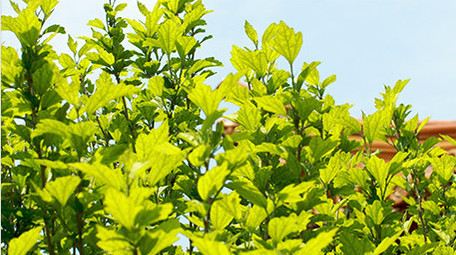 初夏阳光下的木槿绿色植物叶子空镜氛围实拍