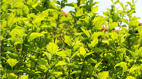 初夏阳光下的木槿绿色植物叶子空镜氛围实拍
