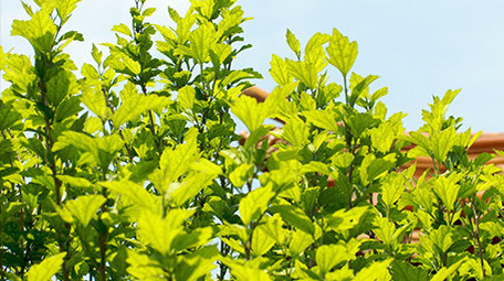 初夏阳光下的木槿绿色植物叶子空镜氛围实拍