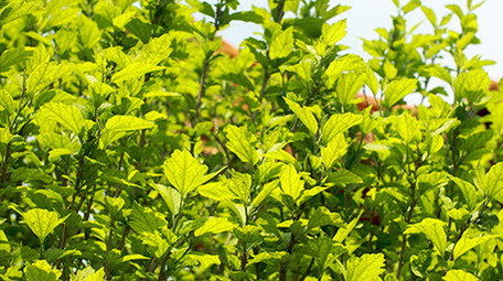 初夏阳光下的木槿绿色植物叶子空镜氛围实拍