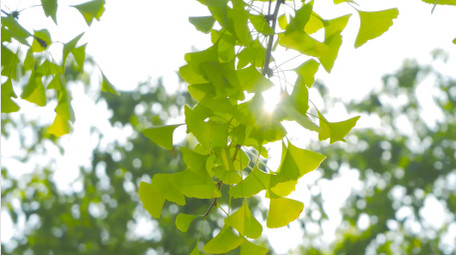 初夏氛围空镜绿色银杏树叶唯美初夏4K实拍
