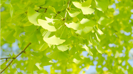 初夏氛围空镜绿色银杏树叶唯美初夏4K实拍