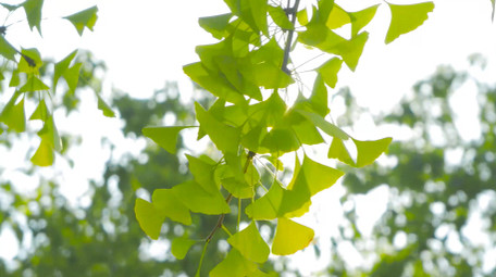 初夏氛围空镜绿色银杏树叶唯美初夏4K实拍