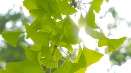 初夏氛围空镜绿色银杏树叶唯美初夏4K实拍