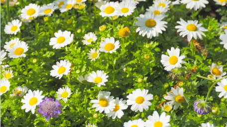 初夏氛围小雏菊唯美小雏菊4K实拍