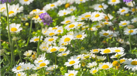 初夏氛围小雏菊唯美小雏菊4K实拍