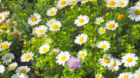 初夏氛围小雏菊唯美小雏菊4K实拍