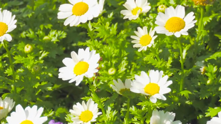 初夏氛围小雏菊唯美小雏菊4K实拍