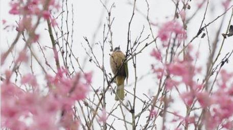 樱花树上的小鸟鸟儿鸟类动物自然风景实拍