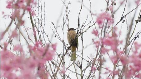 樱花树上的小鸟鸟儿鸟类动物自然风景实拍