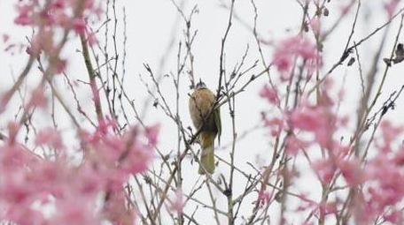 樱花树上的小鸟鸟儿鸟类动物自然风景实拍