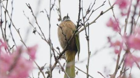 樱花树上的小鸟鸟儿鸟类动物自然风景实拍