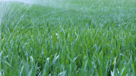 初夏小麦农田科技灌溉空镜实拍