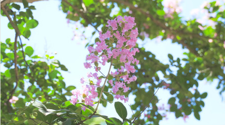 初夏氛围夏日植物紫色紫薇花蓝天4K实拍