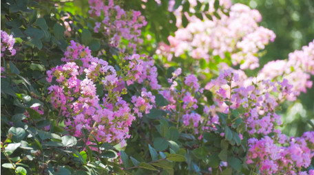 初夏氛围夏日植物紫色紫薇花蓝天4K实拍
