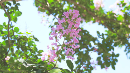 初夏氛围夏日植物紫色紫薇花蓝天4K实拍