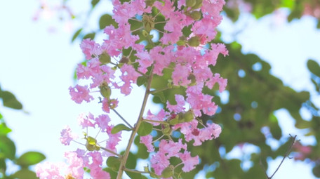 初夏氛围夏日植物紫色紫薇花蓝天4K实拍