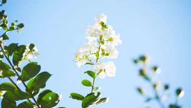 初夏氛围夏日植物白色紫薇花蓝天4K实拍