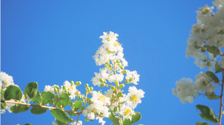 初夏氛围夏日植物白色紫薇花蓝天4K实拍