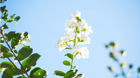 初夏氛围夏日植物白色紫薇花蓝天4K实拍