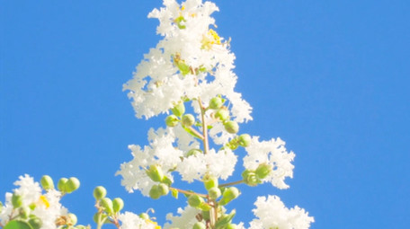 初夏氛围夏日植物白色紫薇花蓝天4K实拍